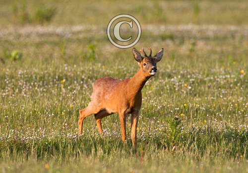 Roe Deer Buck DM1144